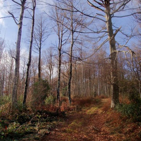 Iparraldeko basoan gora