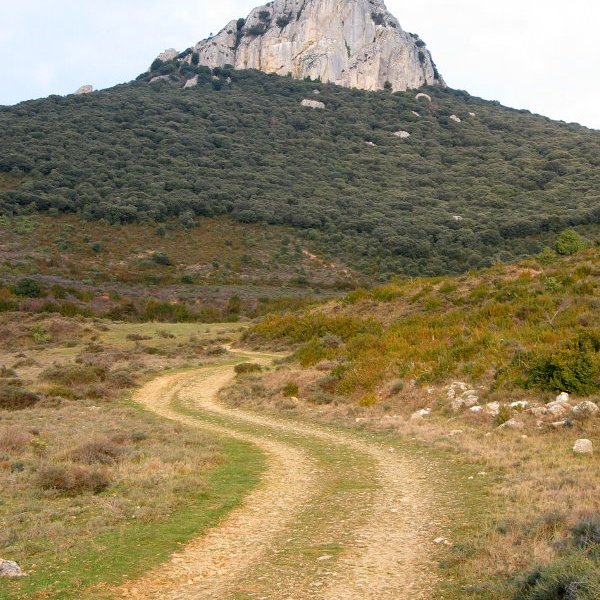 Haitza igoerako bidetik