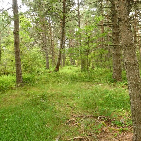 Lizarragako Iparraldeko gailurra (1202m)