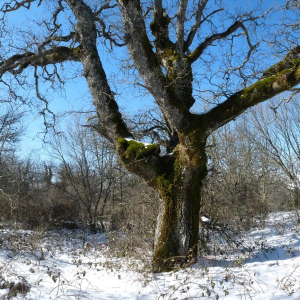 Obiarriko iparraldeko gailurra