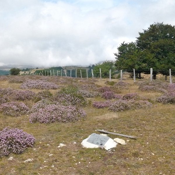 Zoiolagainako gailurra