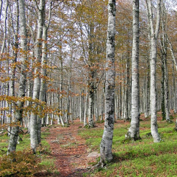 Tontorrerako bidea pagadian barrena