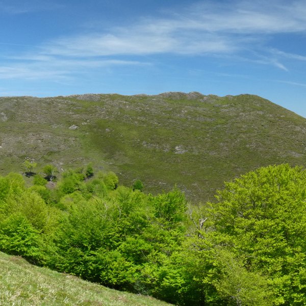 Monaxketako bizkarra