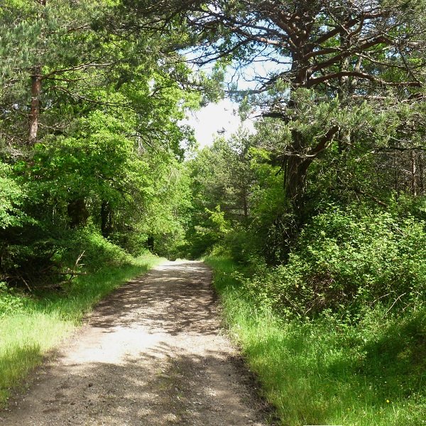 Gailurra, bideak zeharkatuta