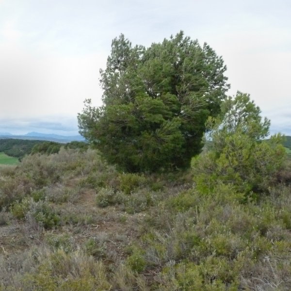 Punputiaingo gailurra