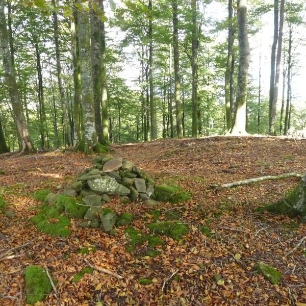 Arburuko Kaskoko gailurra