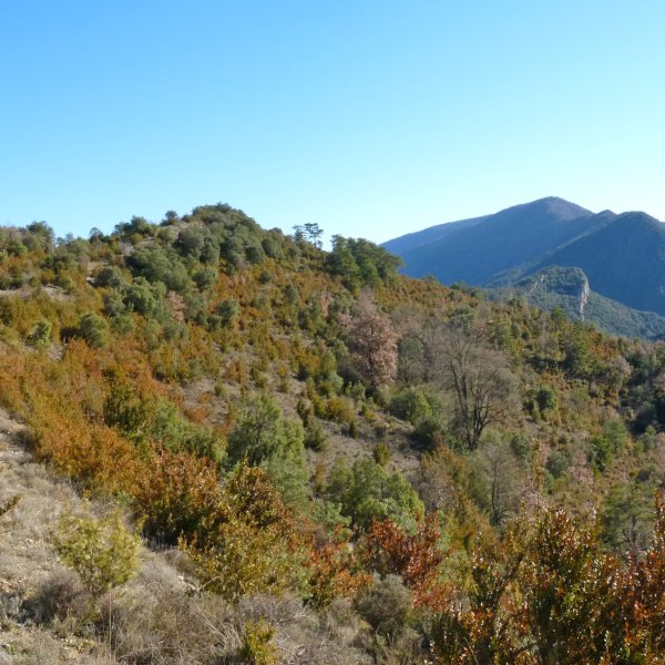 Montetesko gainaldea