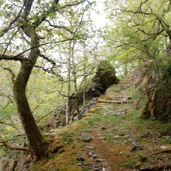 Itzulerako bidezidorra basoan