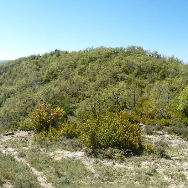 Paco Mayor, iparraldeko lepotik