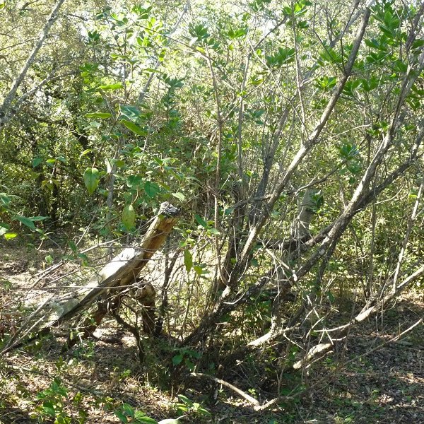 Otxalantako gailurra