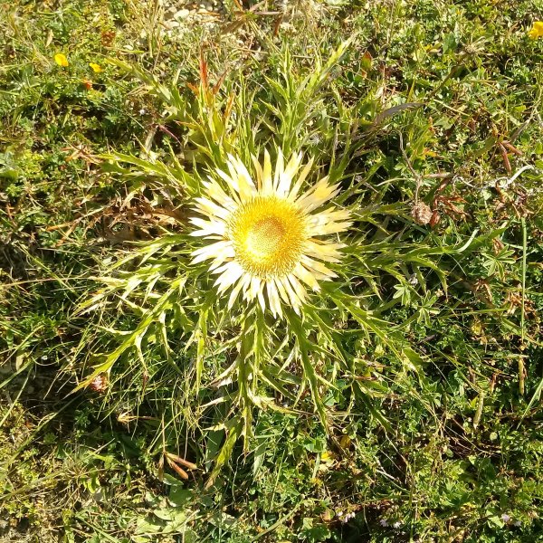 Eguzki lorea, Mainsxiloko igoeran