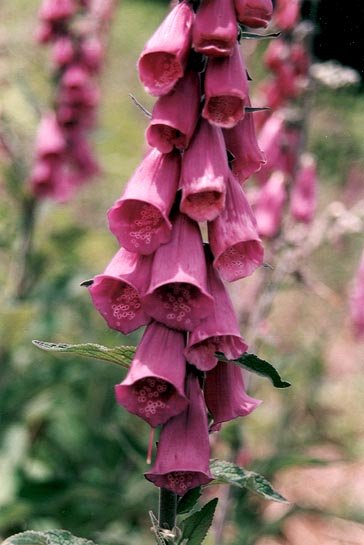 Kukuprakak Arantza aldeko hegalean