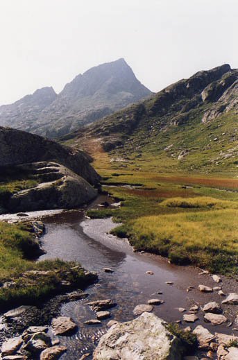 Tavascaneko goilarreak