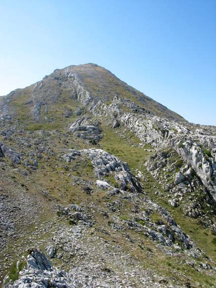 IMko bizkarra