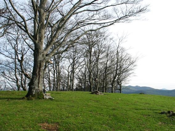Tontorra