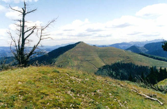 Upotik