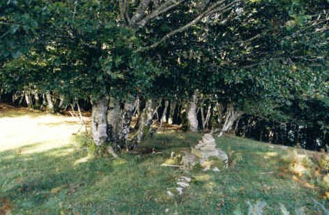 Tontorra