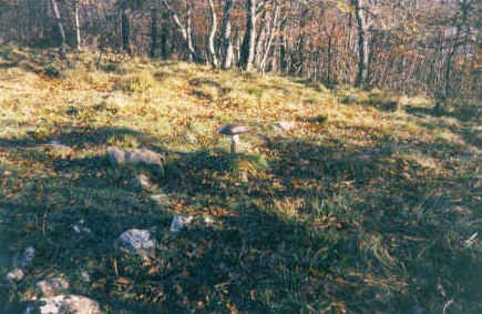 Tontorra