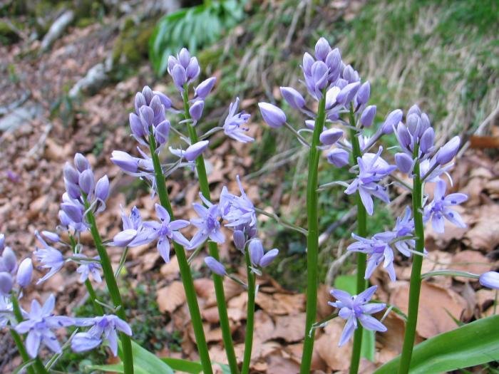 Zabaltzen hasitako lore sorta