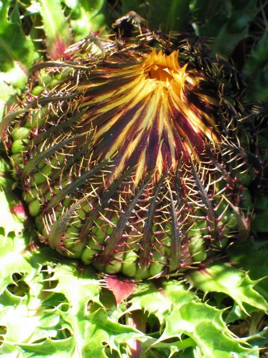 Zabaldu gabeko lorea