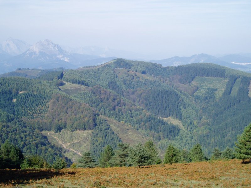Arrolatik ikusita