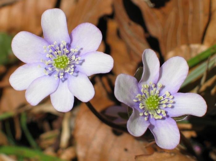 Loreak pagadiko itzalean