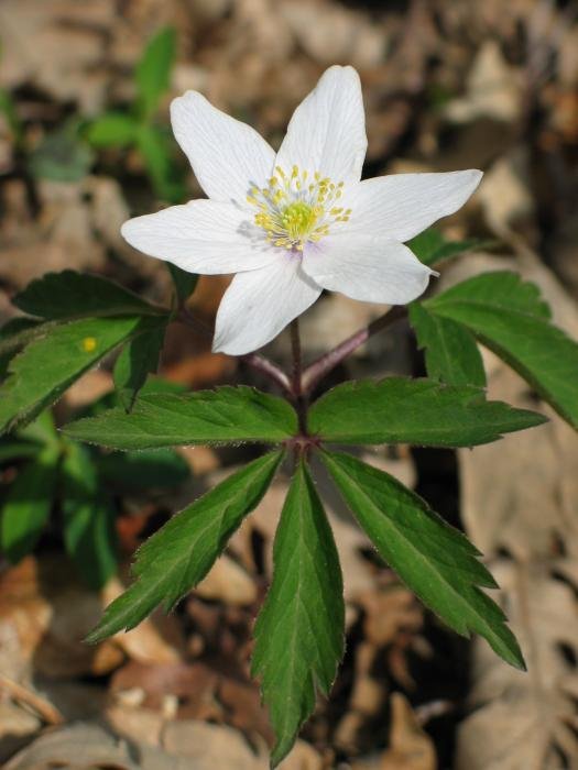 Lorea eta hostoa, Araba aldeko harizti batean