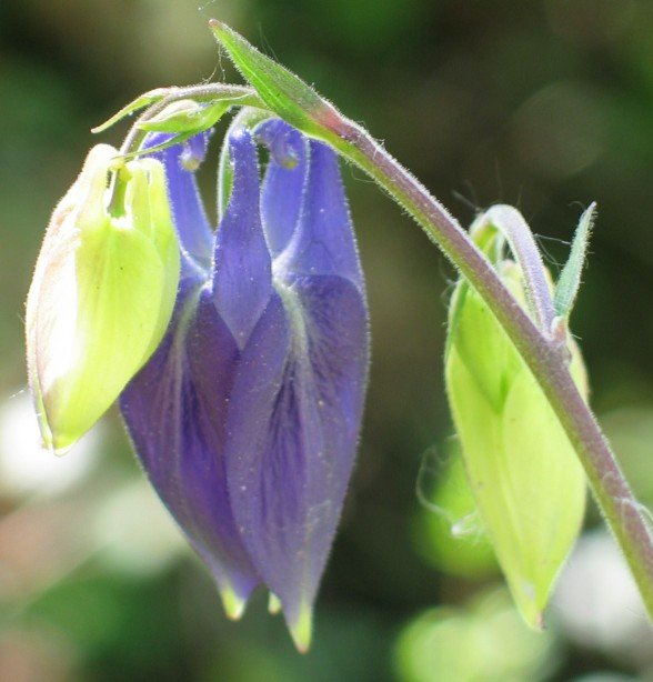 Zabaldu gabeko loreak