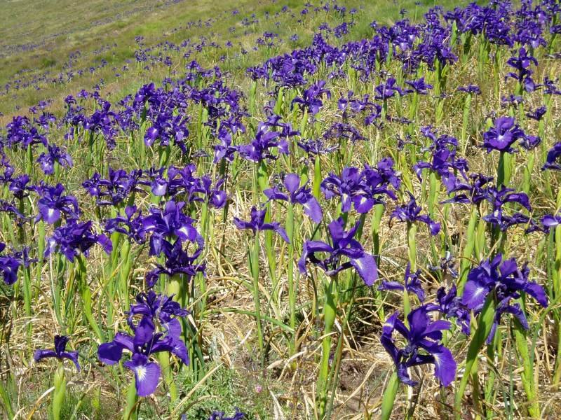 Iris latifolia