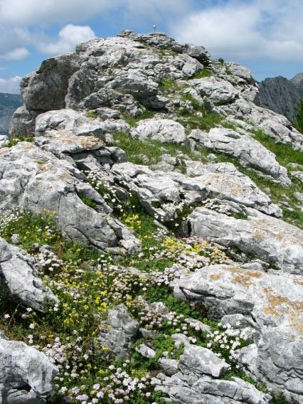 Larrano tontorra