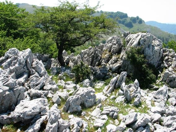 Tontorra