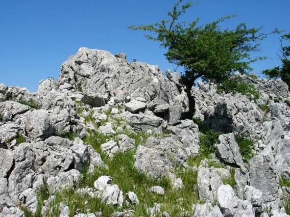 Tontorra
