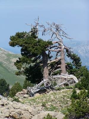 Arbol en el camino