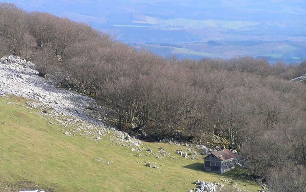 Bosque y refugio