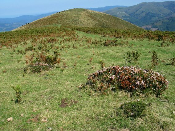 Iparraldeko hegia