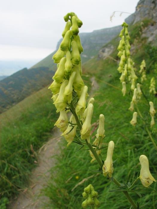 Loreak