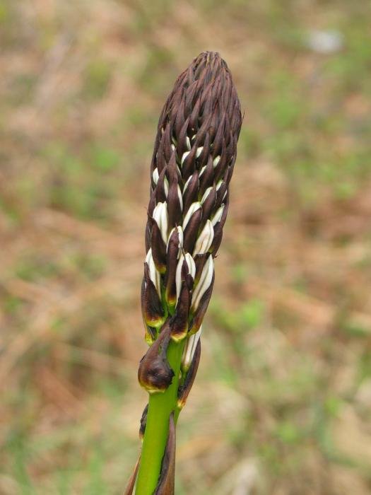 Zabaldu gabeko loreak