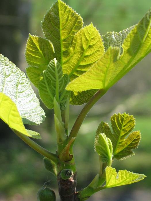 Hosto berriak adaska baten muturrean