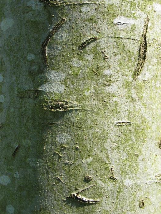 Enbor gaztearen azala