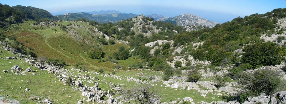 Lizerdiko sakana