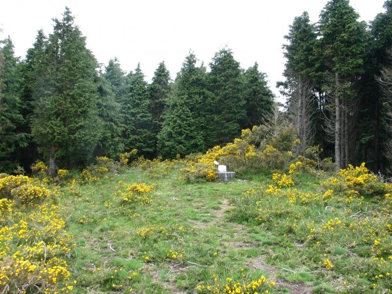 Tontorra
