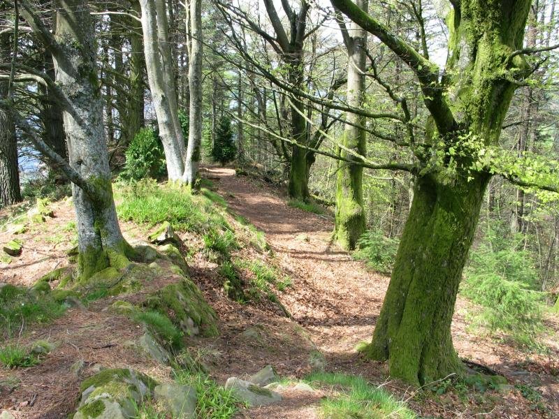 Tontorra