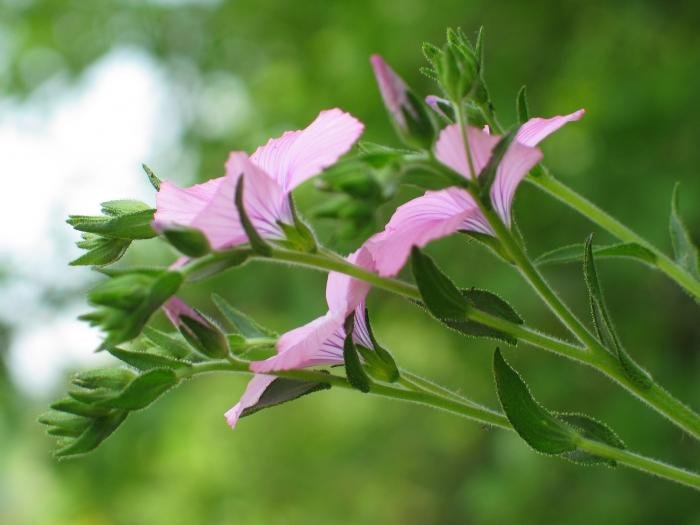 Loreak eta zurtoinak