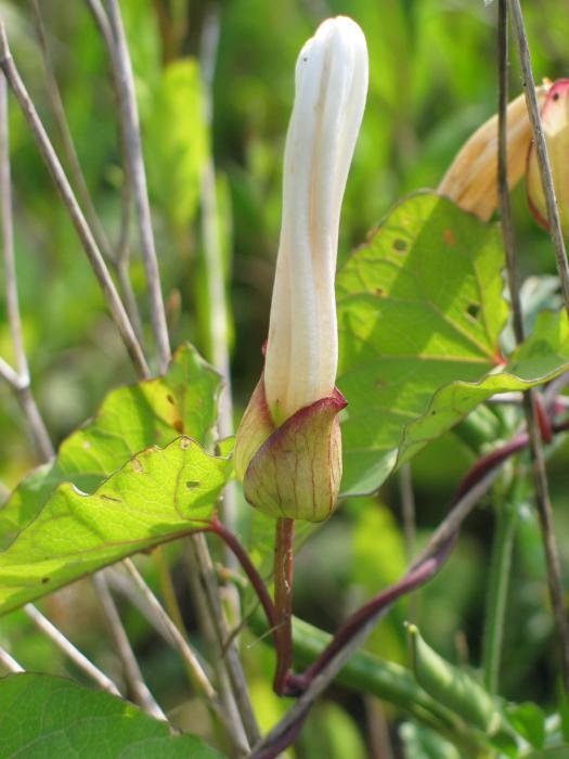 Zabaldu gabeko lorea