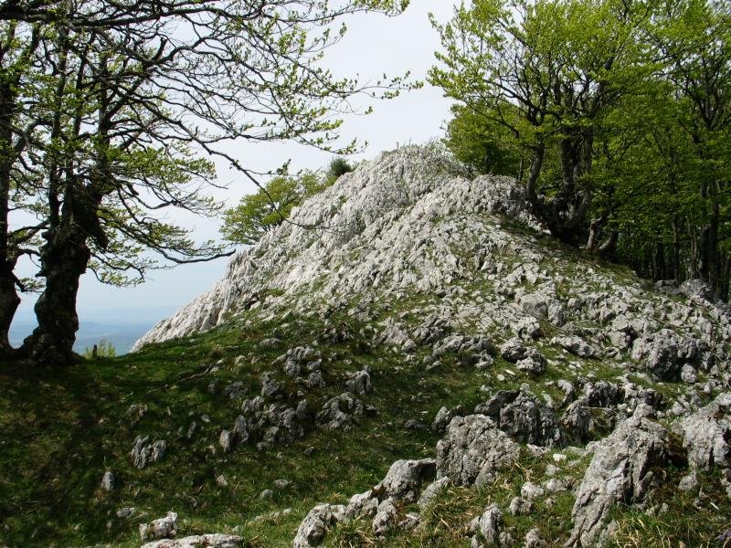 Tontorra ekialdetik