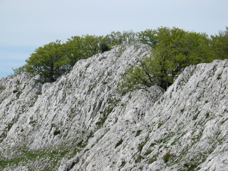 Tontorra Ekialdetik