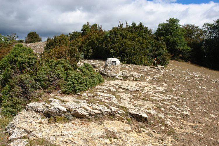 Buzoia