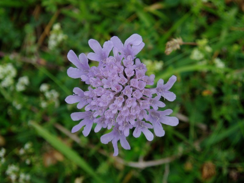 Lorea