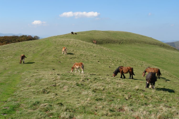 Tontorra