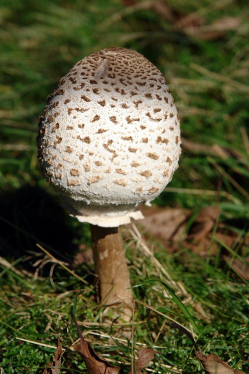 Galanperna